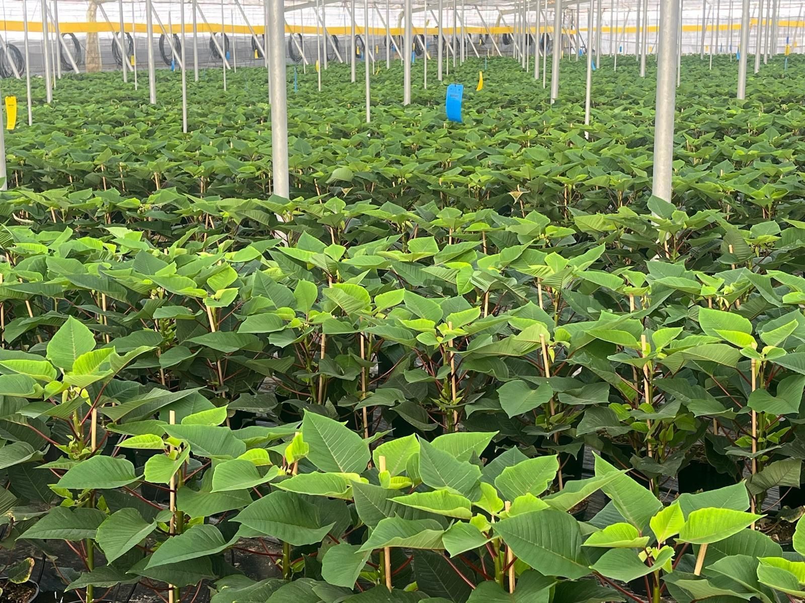 Invernadero donde se cultivan flores de Pascua.