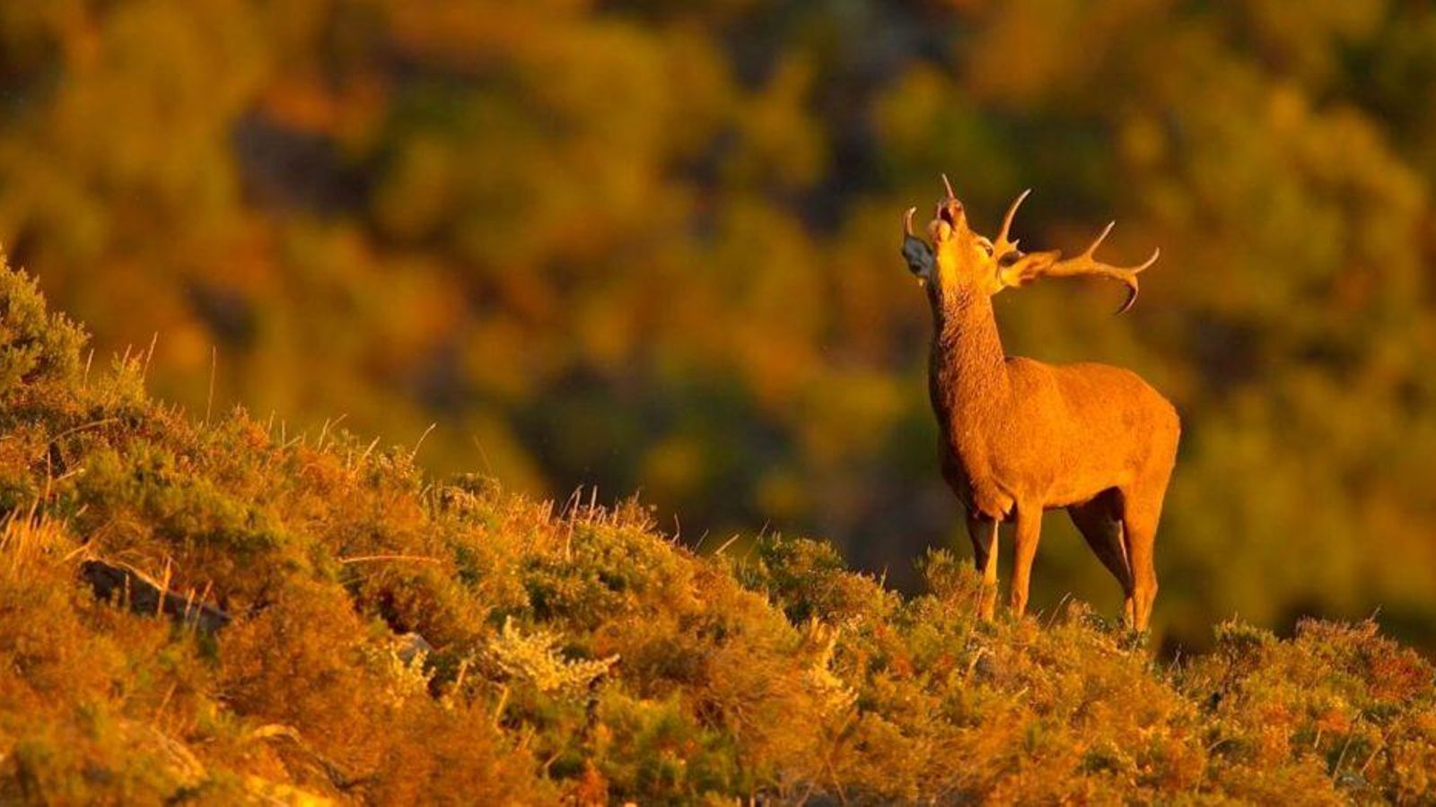 Berrea del ciervo en Los Alcornocales