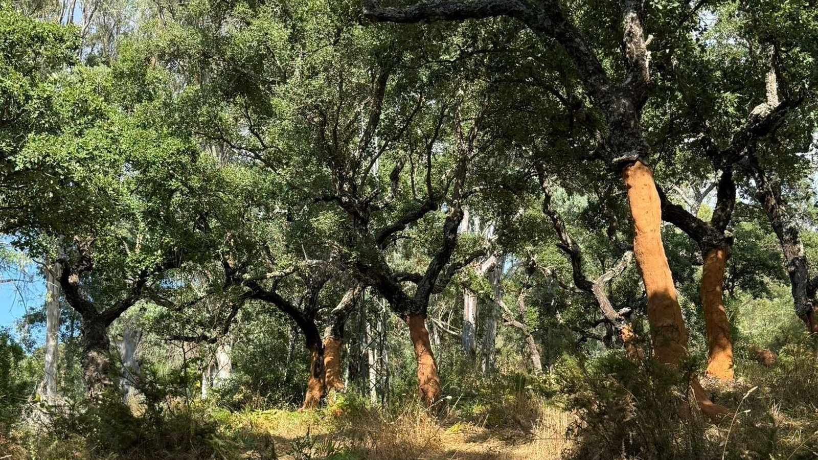 Vía pecuaria Cañada Real de Gaucín y alcornoques descorchados.