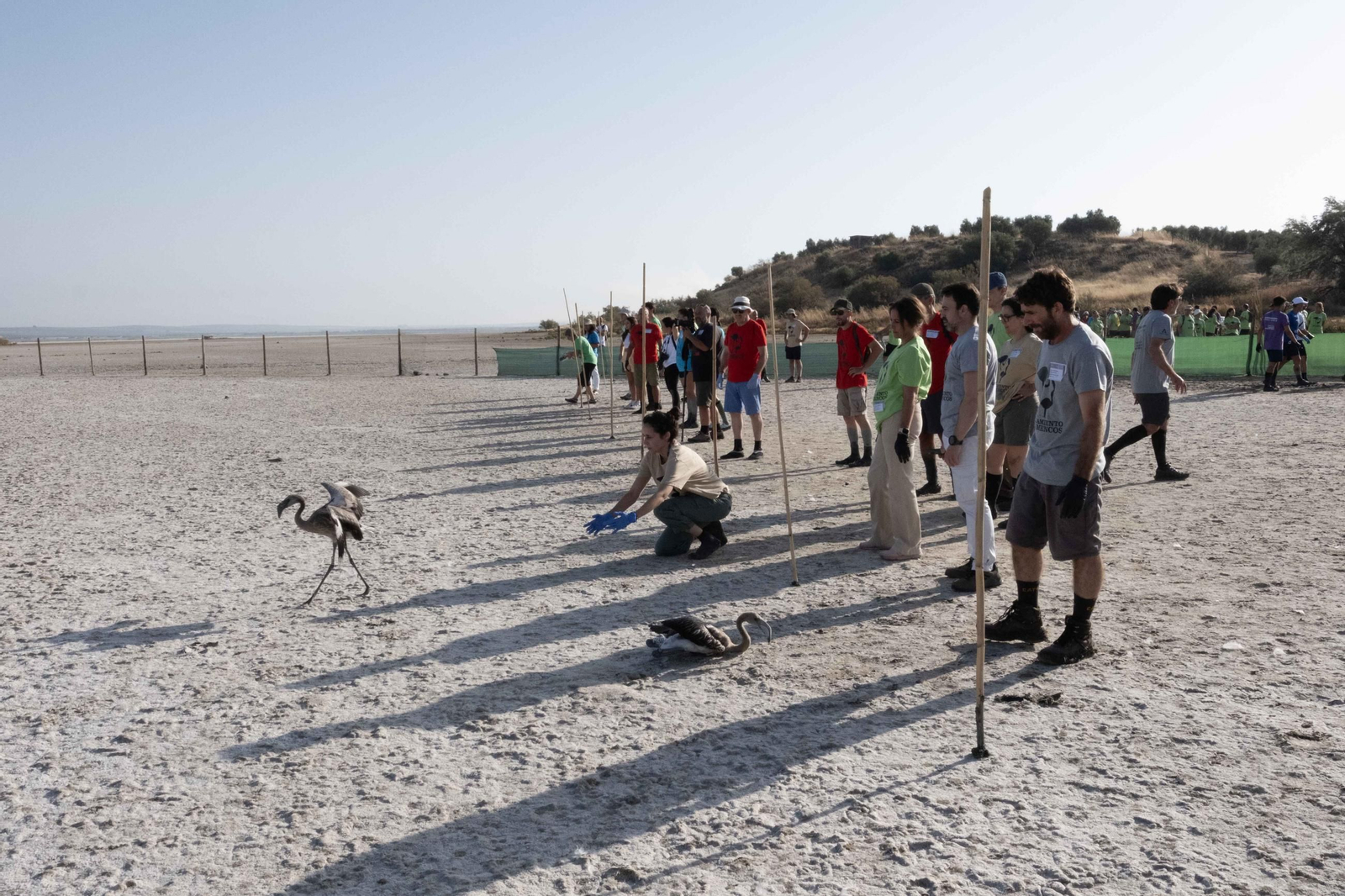 Anillamiento de flamencos en la Laguna de Fuente de Piedra, en imágenes