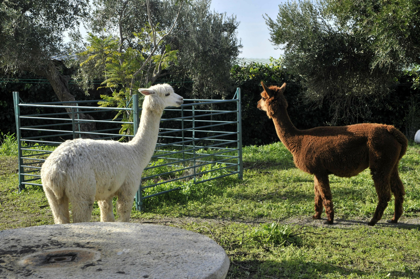 Suryalila: uno de los centros de yoga referente en España.
