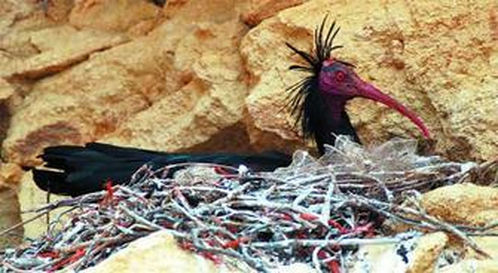 El ibis eremita cría en España tras 500 años