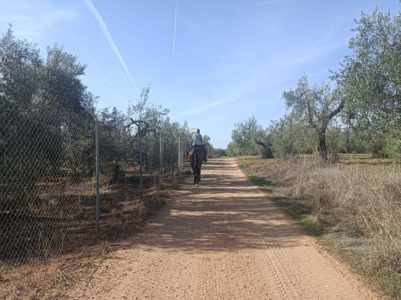 Fotos del Camino de San Diego en Almensilla