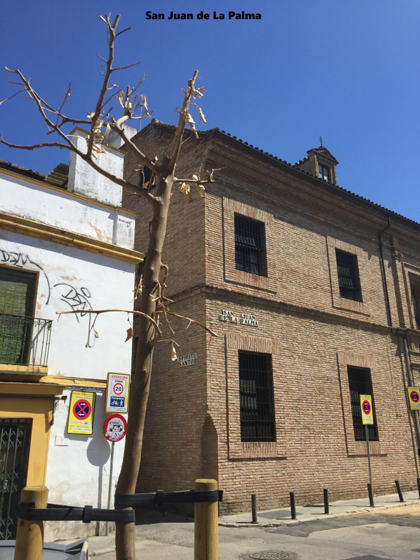 Árbol seco en San Juan de la Palma.