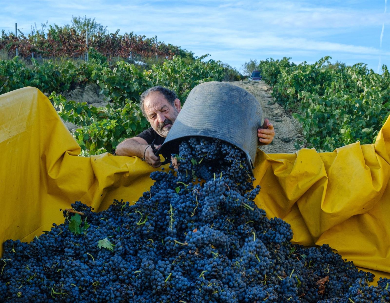 Un agricultor trabaja en la vendimia en los campos de Cenicero (La Rioja)