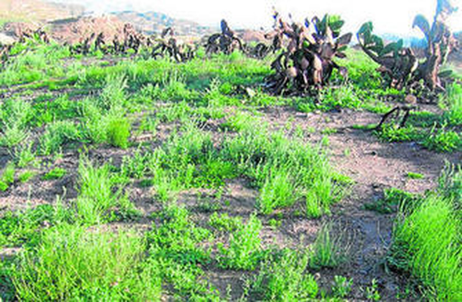 Brotes verdes en la sierra de Bédar que fue devastada el año pasado por uno de los incendios más grandes.