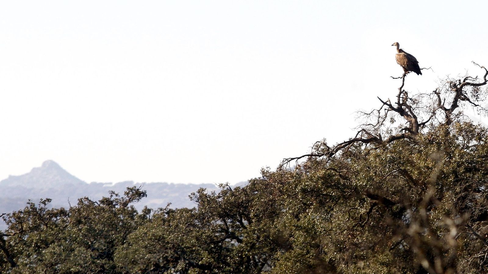 Buitre en la serranía de Ronda.