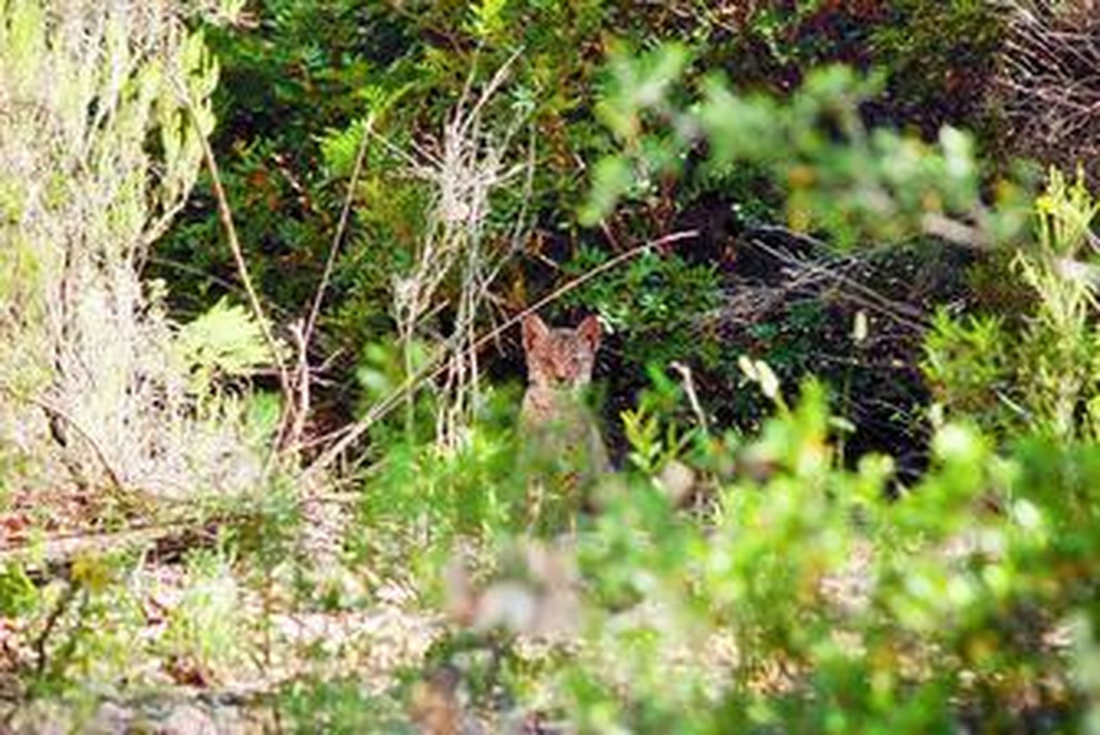 Uno de los cachorros nacidos de la camada mixta.