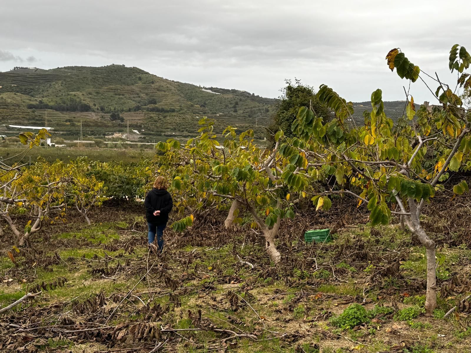 Una mujer camina por una plantación de chirimoyos en Lobres