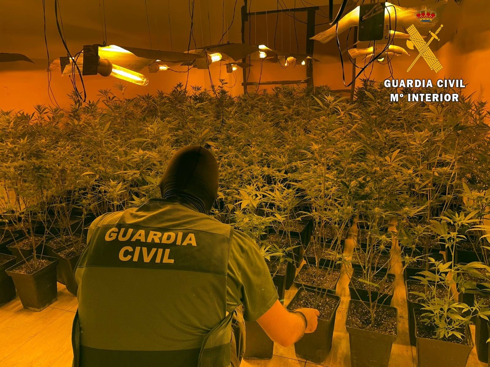 Intervenidas más de 420 plantas de marihuana y 80 enganches fraudulentos en una calle de Roquetas