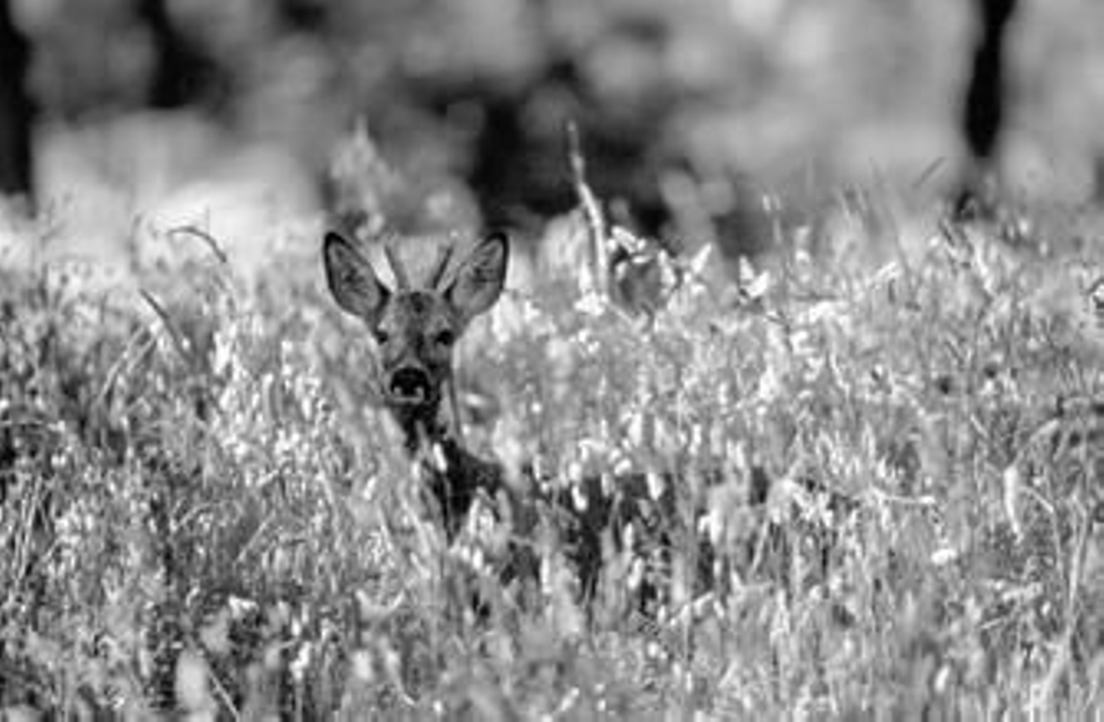 Imagen de archivo de un corzo en el Parque Natural de Los Alcornocales.