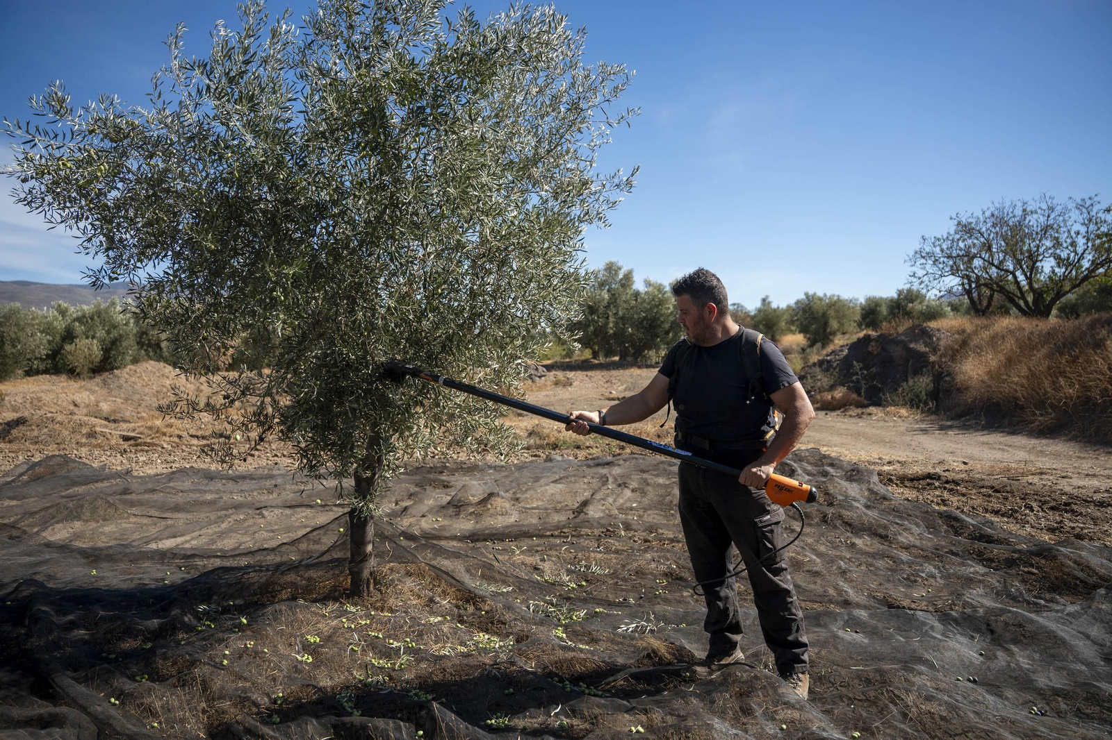 Las imágenes de la campaña recogida de acetuna en Fiñana