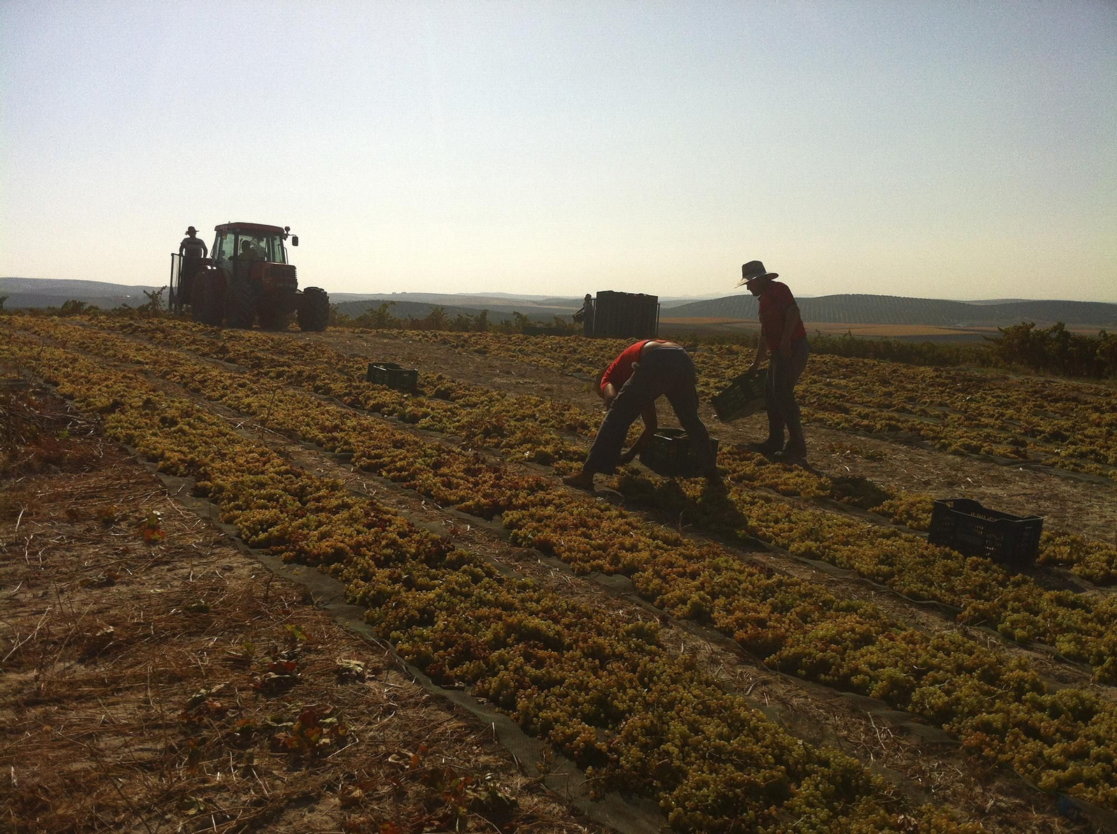 Trabajadores recogen las uvas en el viñedo de Bodegas Robles.