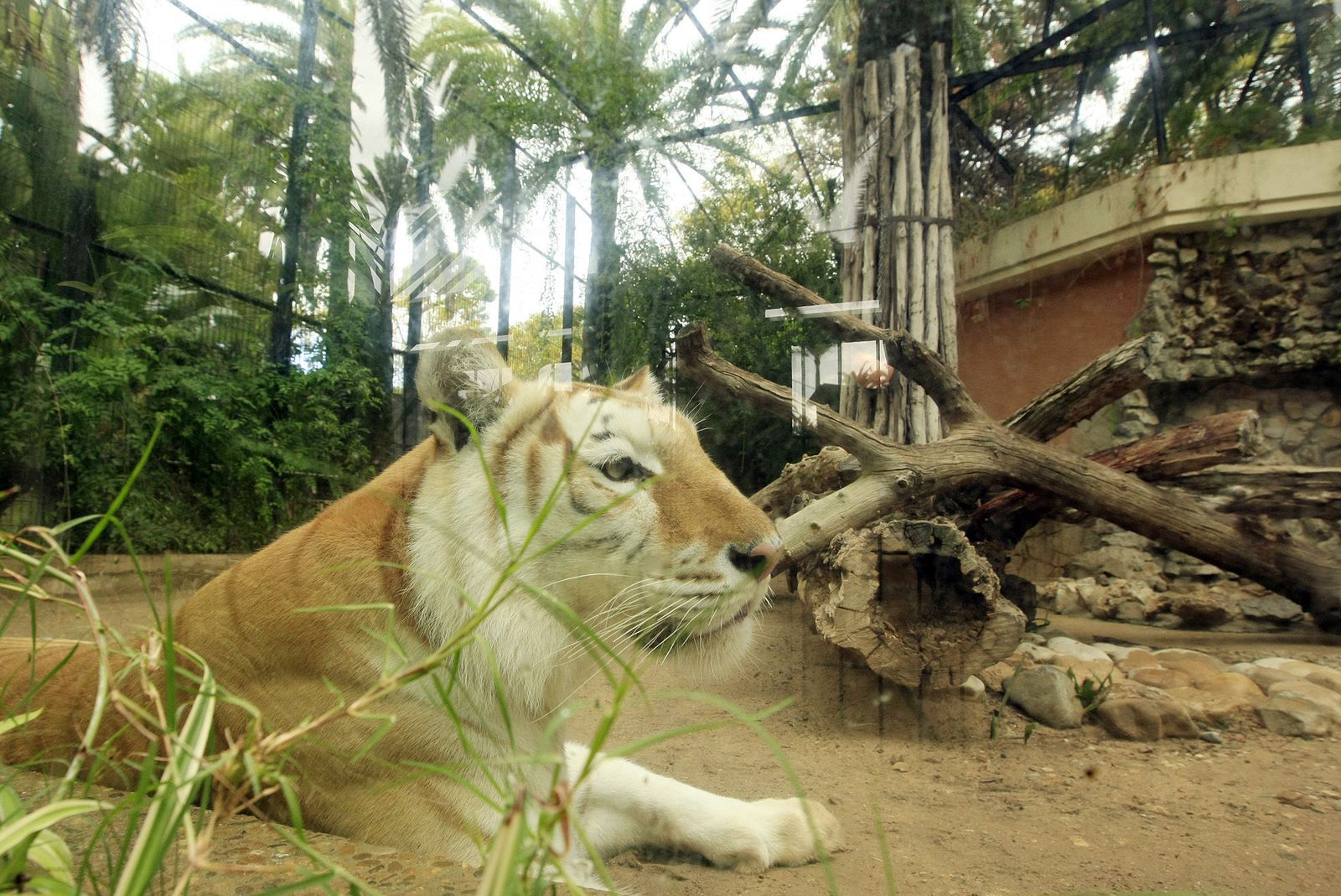 Un tigre en el zoo jerezano.