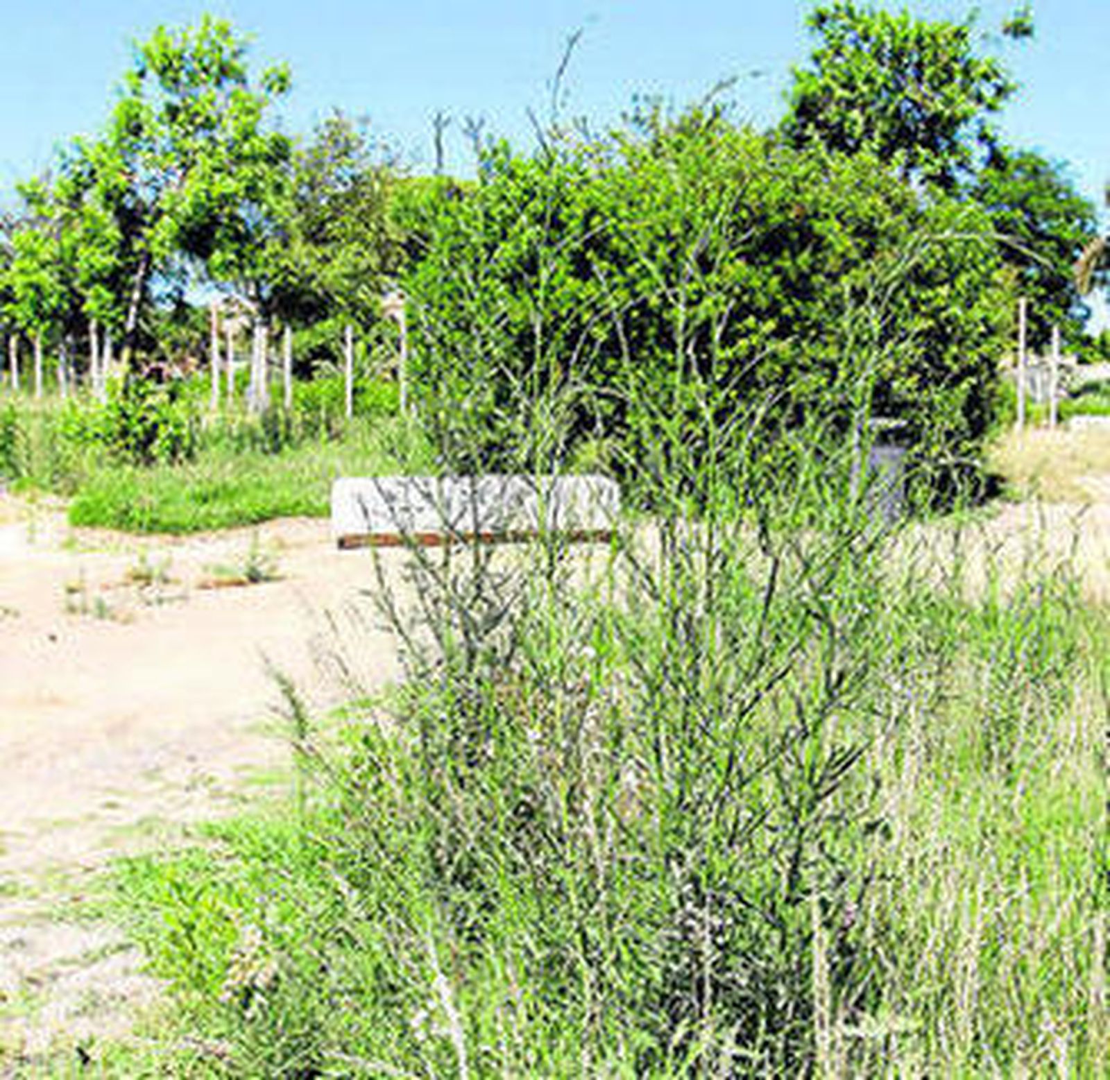 Aspecto de los jardines situados frente a centros de enseñanaza.