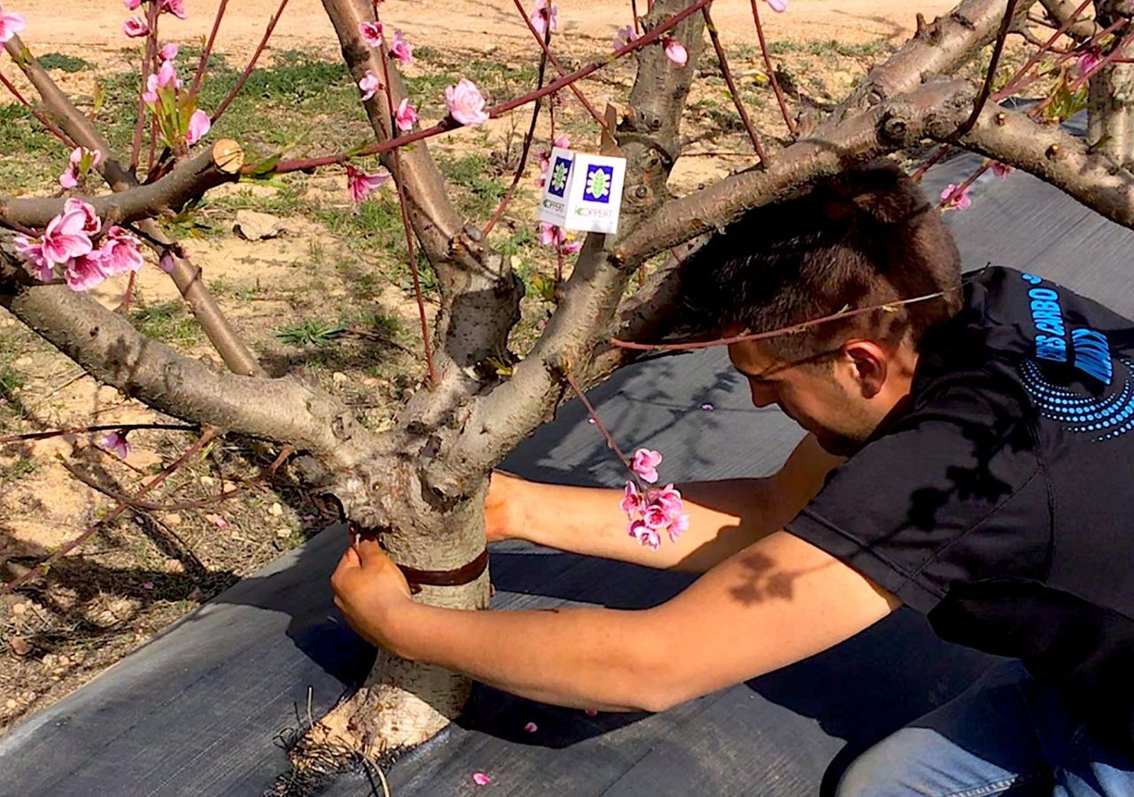 Aplicación de Pegafit de Koppert