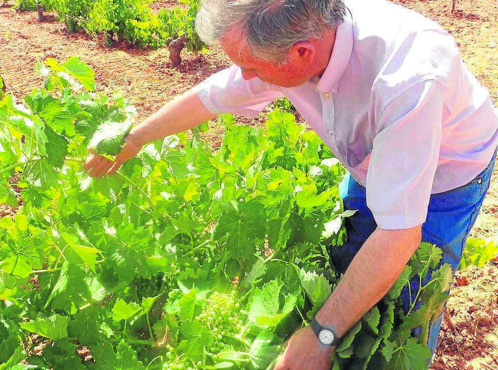 Todos los vinos de la bodega son ecológicos.