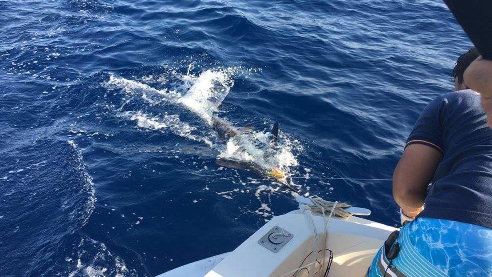 Lucha con un marlín en una jornada de pesca al curricán