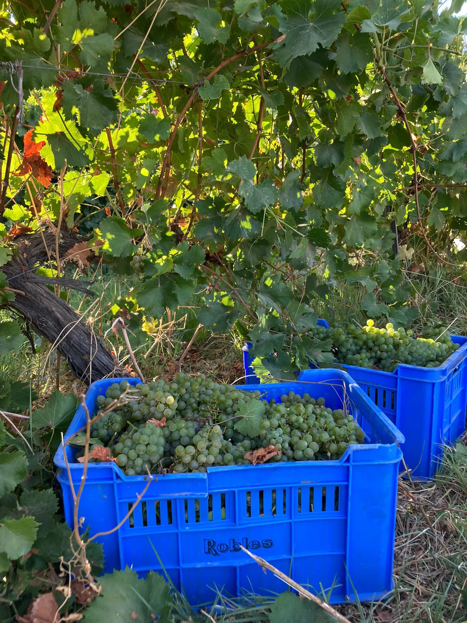 Fruto de esta vendimia se estima que saldrán al mercado 25.000 botellas de vino espumoso