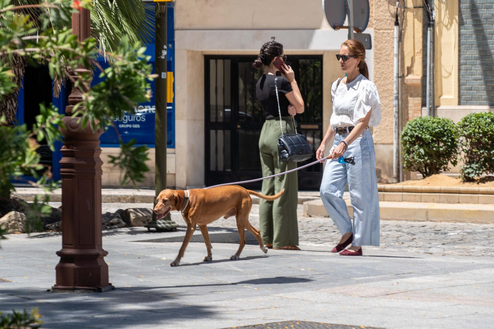 La Plaza Quintero Báez, espacio peatonal, arbolado y punto de encuentro urbano.
