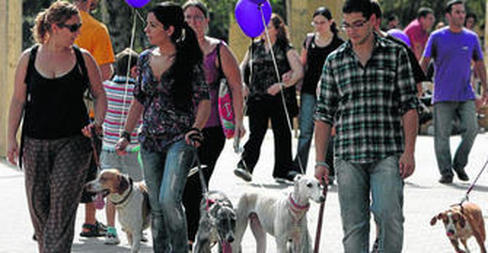 1. Los galgos serán los protagonistas de esta ruta benéfica, una de las razas más vulnerables al maltrato en los últimos años. 2. Los recorridos familiares de Apie se adaptan en un mismo servicio a las inquietudes de adultos y niños.