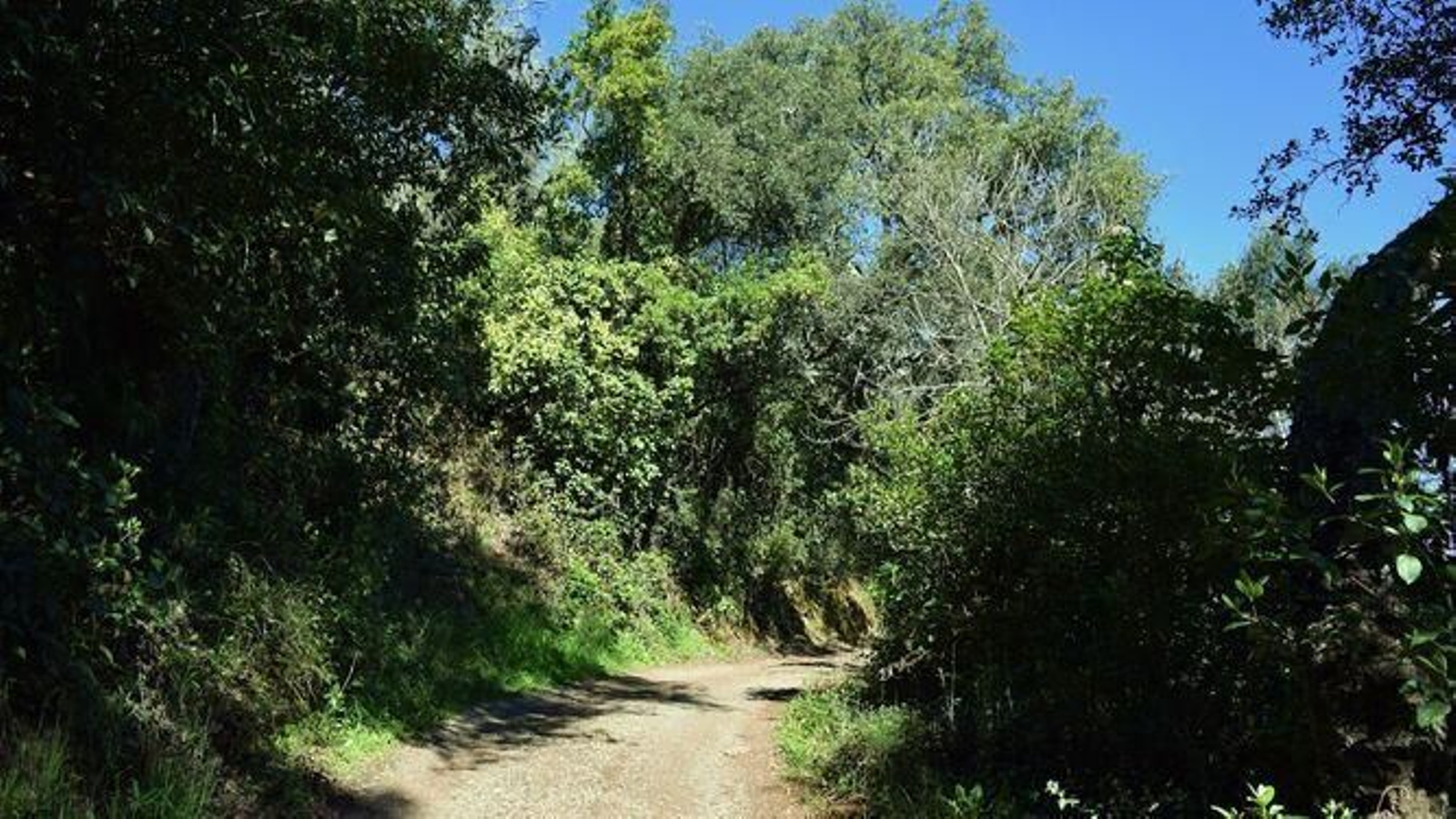 Un paseo desde Jabugo a Castaño del Robledo