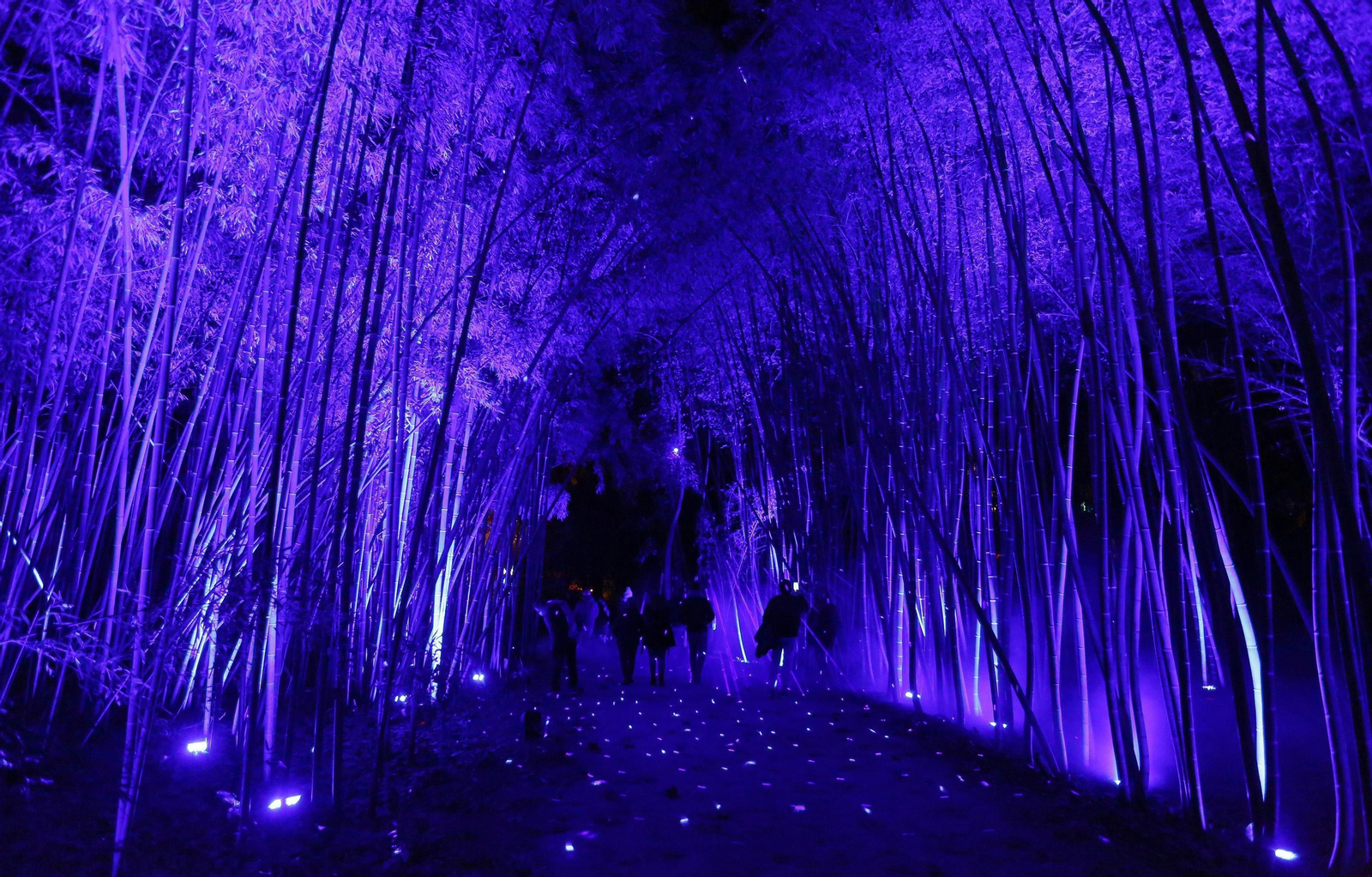 Las luces del Jardín Botánico de Málaga, en fotos