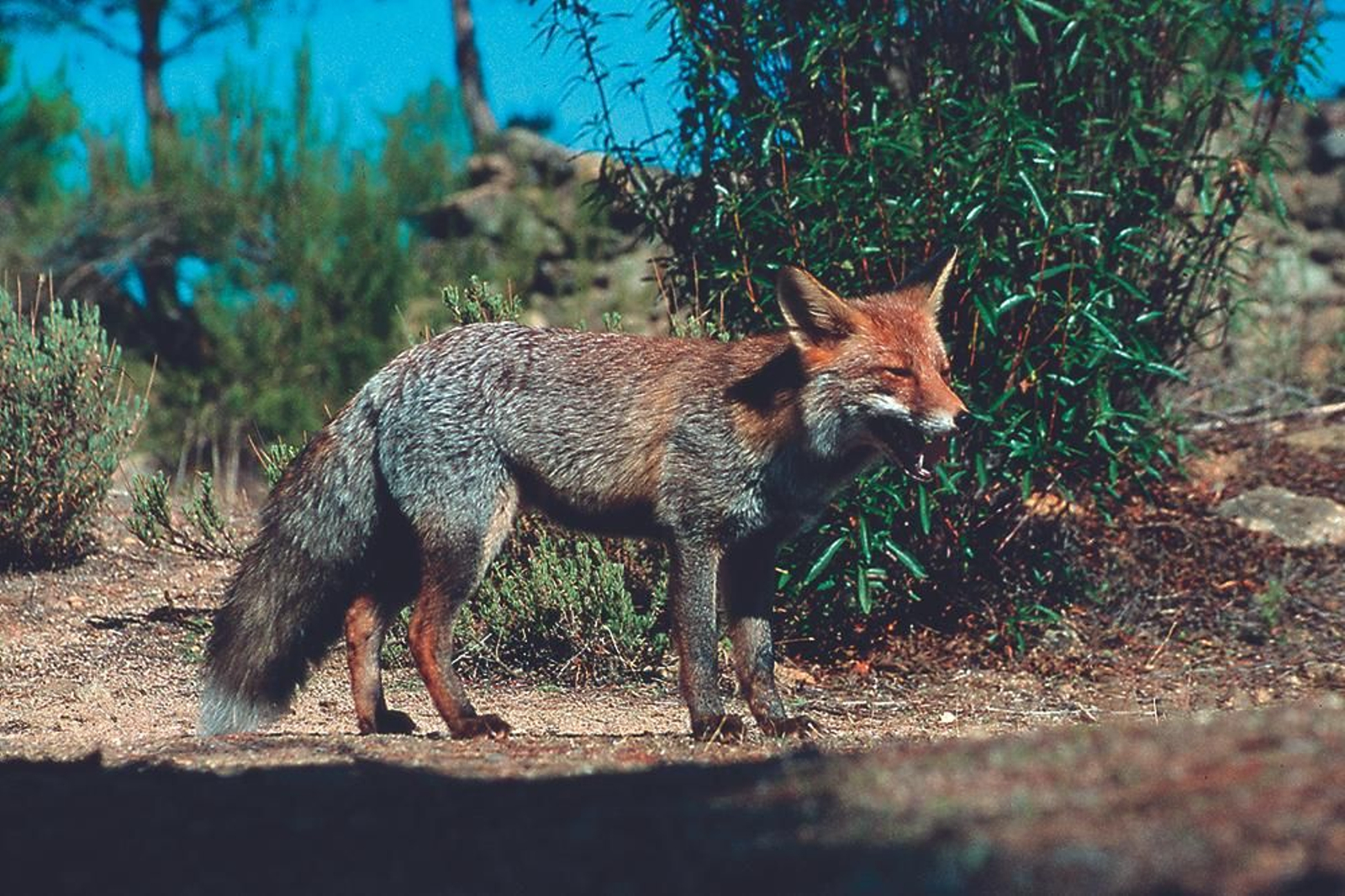 El zorro es otra de las especies animales protegidas de la zona.
