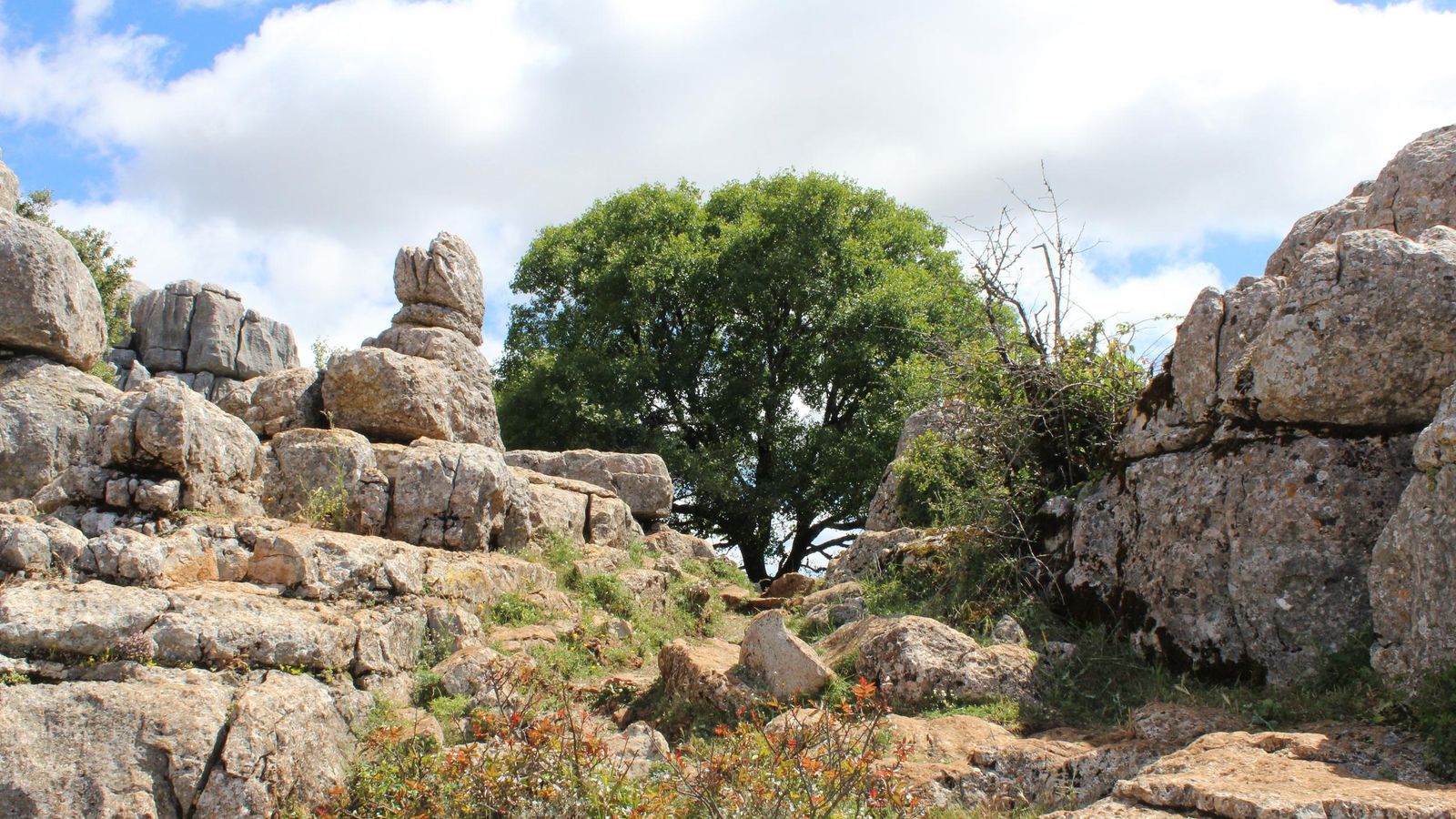 El arce de Montpellier, en el Torcal de Antequera.