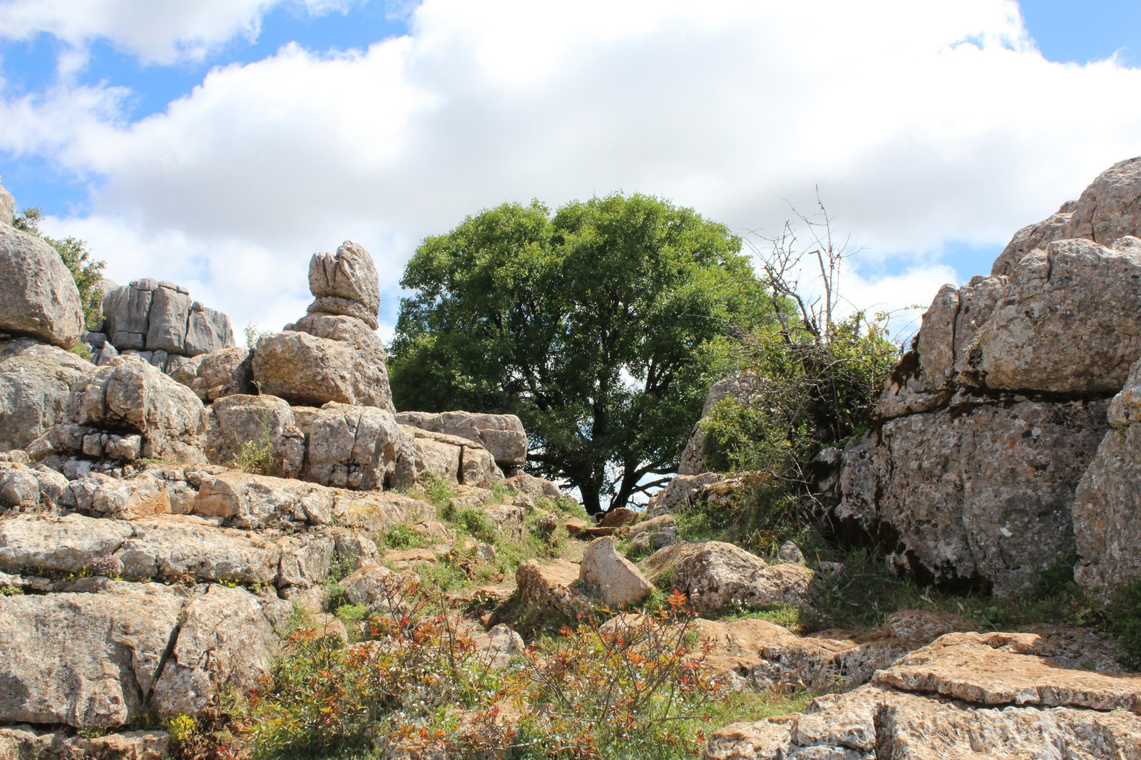 El arce de Montpellier, en el Torcal de Antequera.