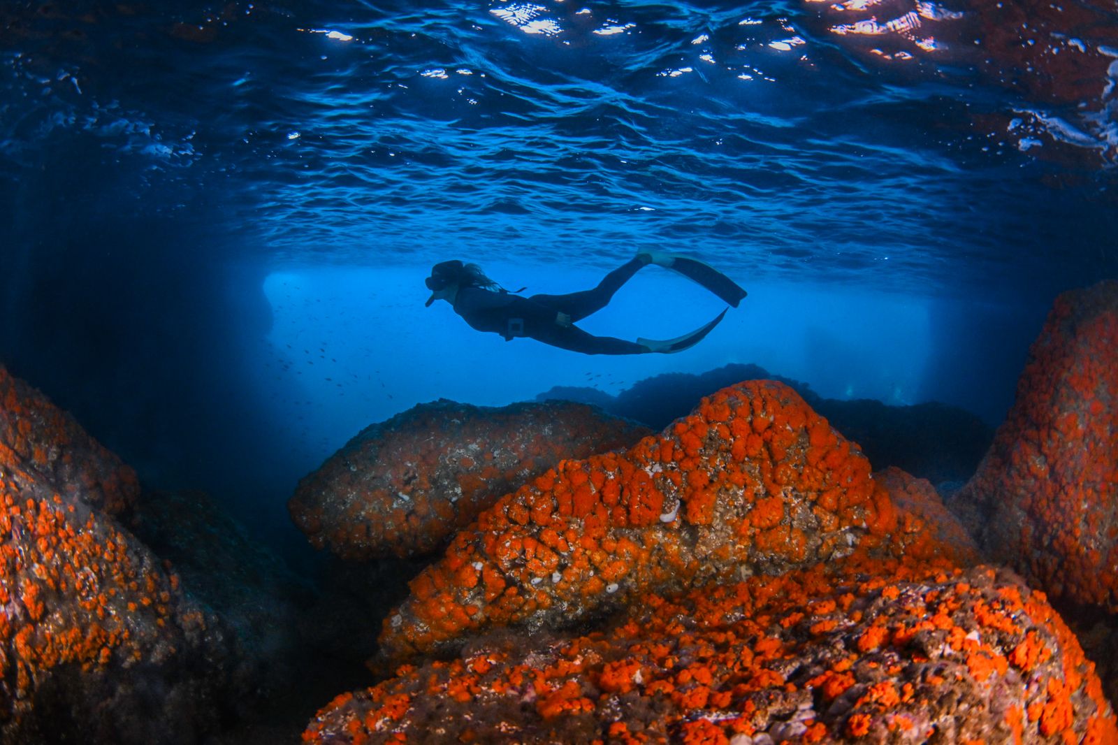 La salvación del coral naranja de Almuñécar se convierte en reclamo para domiciliar nóminas de jóvenes en España