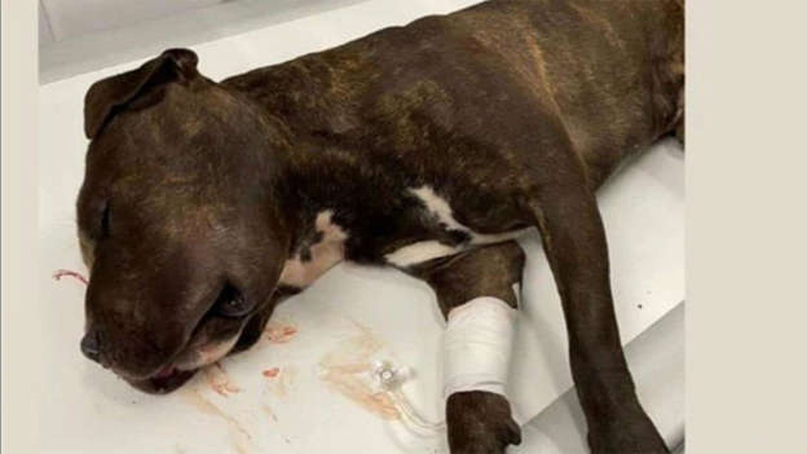 Un hombre de Madrid tira a su perro desde un quinto piso en Nochebuena