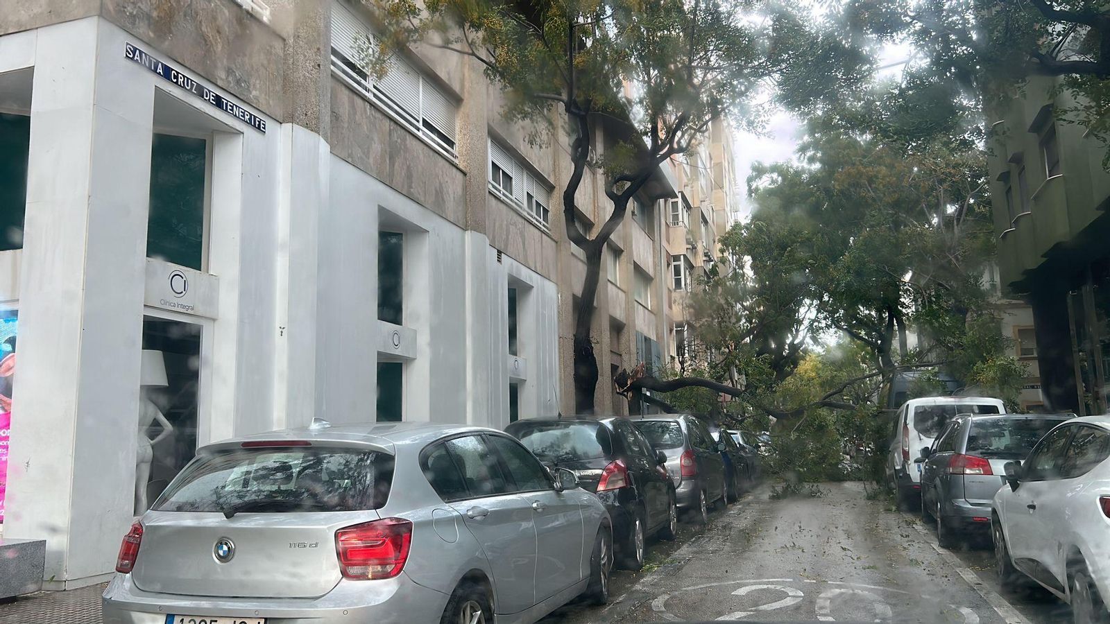 Árbol caído en la calle Santa Cruz de Tenerife