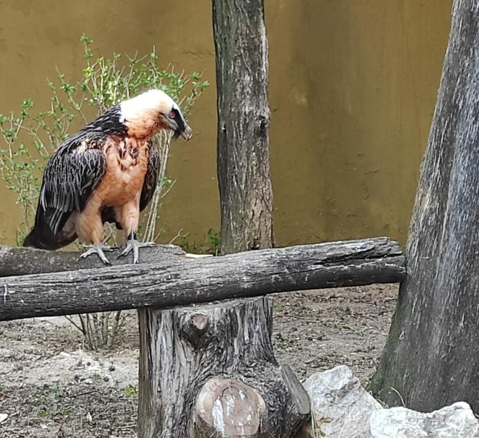 La hembra de quebrantahuesos, ya en el Zoobotánico de Jerez.