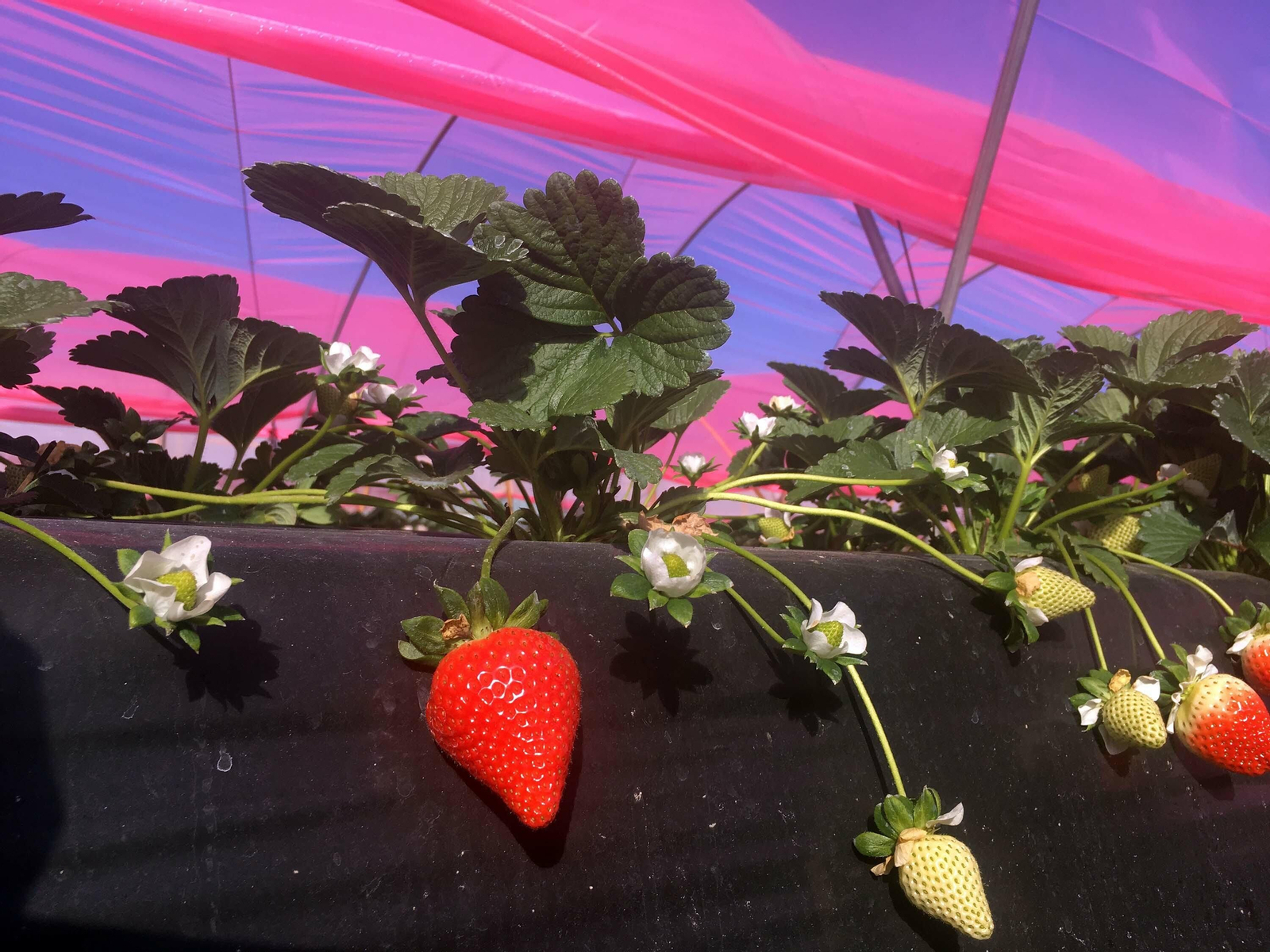Imágenes de los plásticos luminiscentes que mejora el rendimiento de los frutos rojos en Huelva Imágenes de los plásticos luminiscentes que mejora el rendimiento de los frutos rojos en Huelva