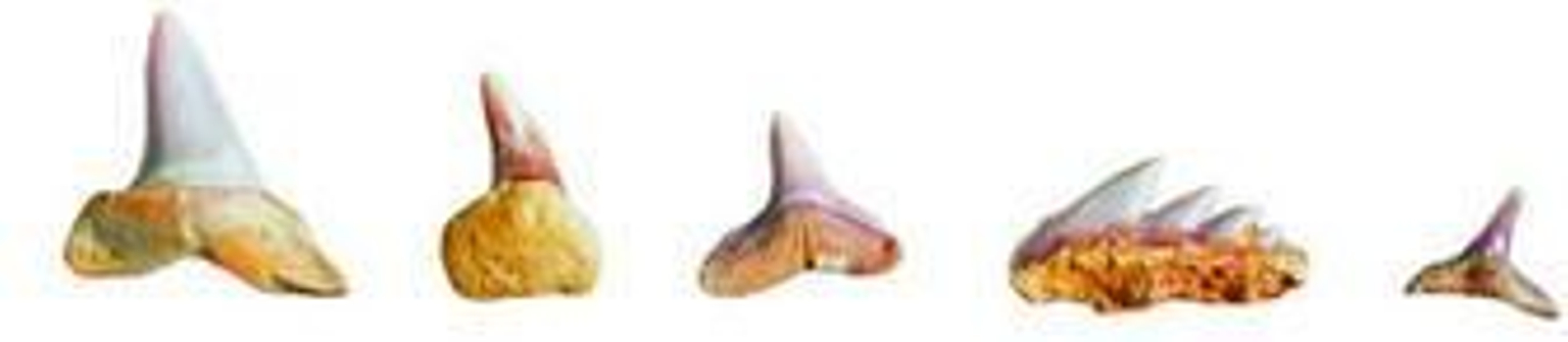 El taller 'Ven al Laboratorio de fósiles' tiene como objetivo principal que el alumnado conozca la metodología de trabajo de los paleontólogos.