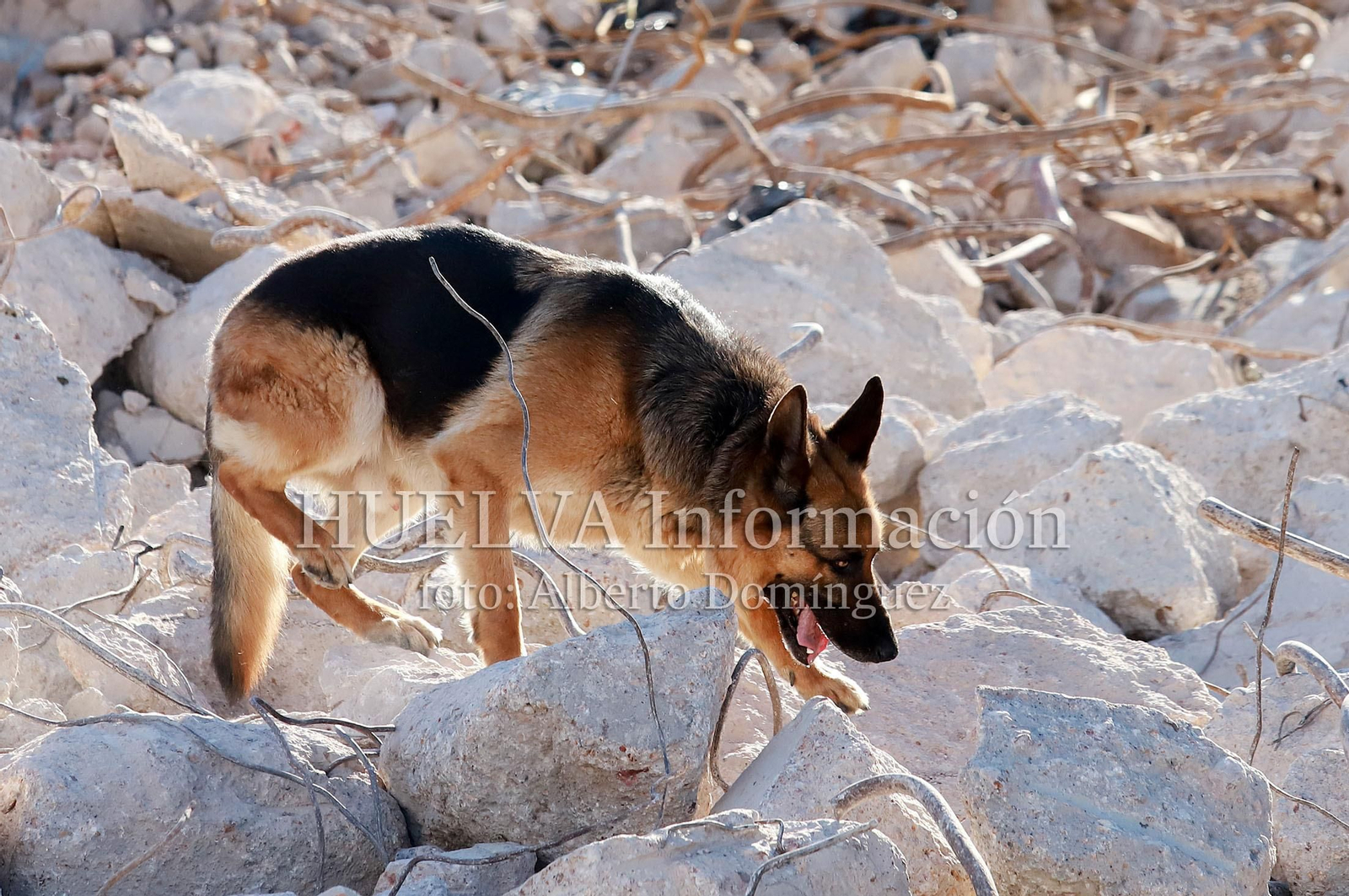 Imágenes del simulacro de los Bomberos de Huelva con la Unidad Canina