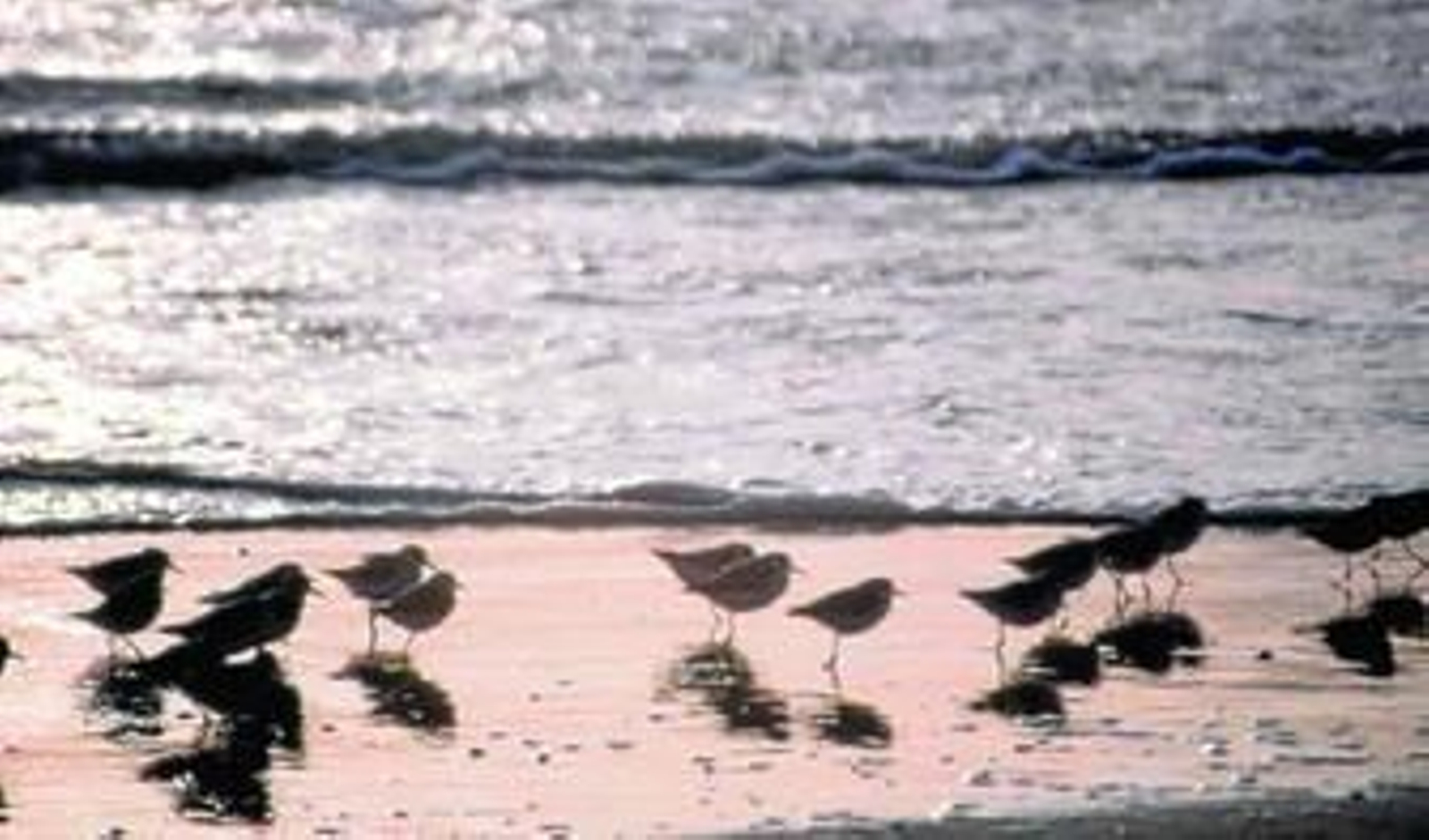 El litoral  de Doñana, uno de los 20 paraísos marinos que WWF ha identificado en España.