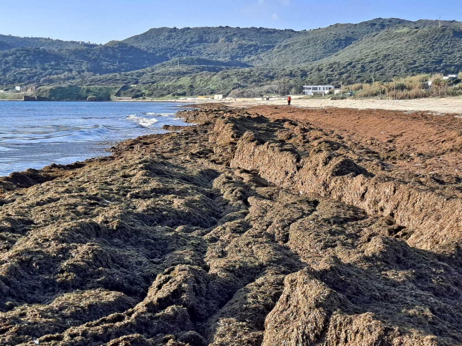 El alga invasora cubre de nuevo la playa de Getares en Algeciras