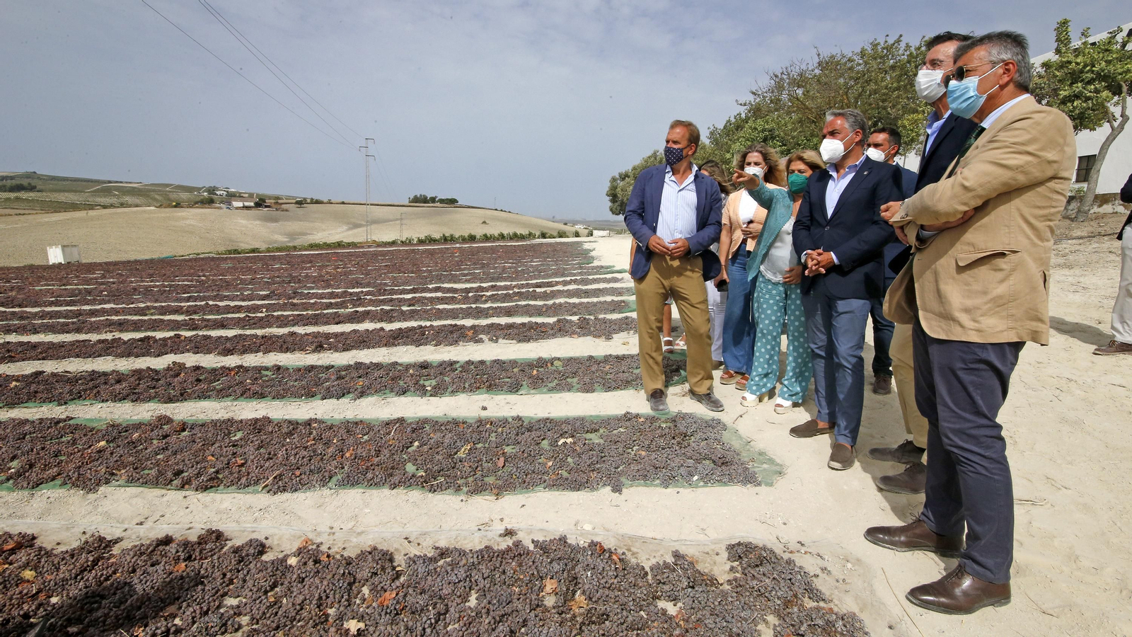 Elías Bendodo visita la viña de Pedro Ximenez de González Byass