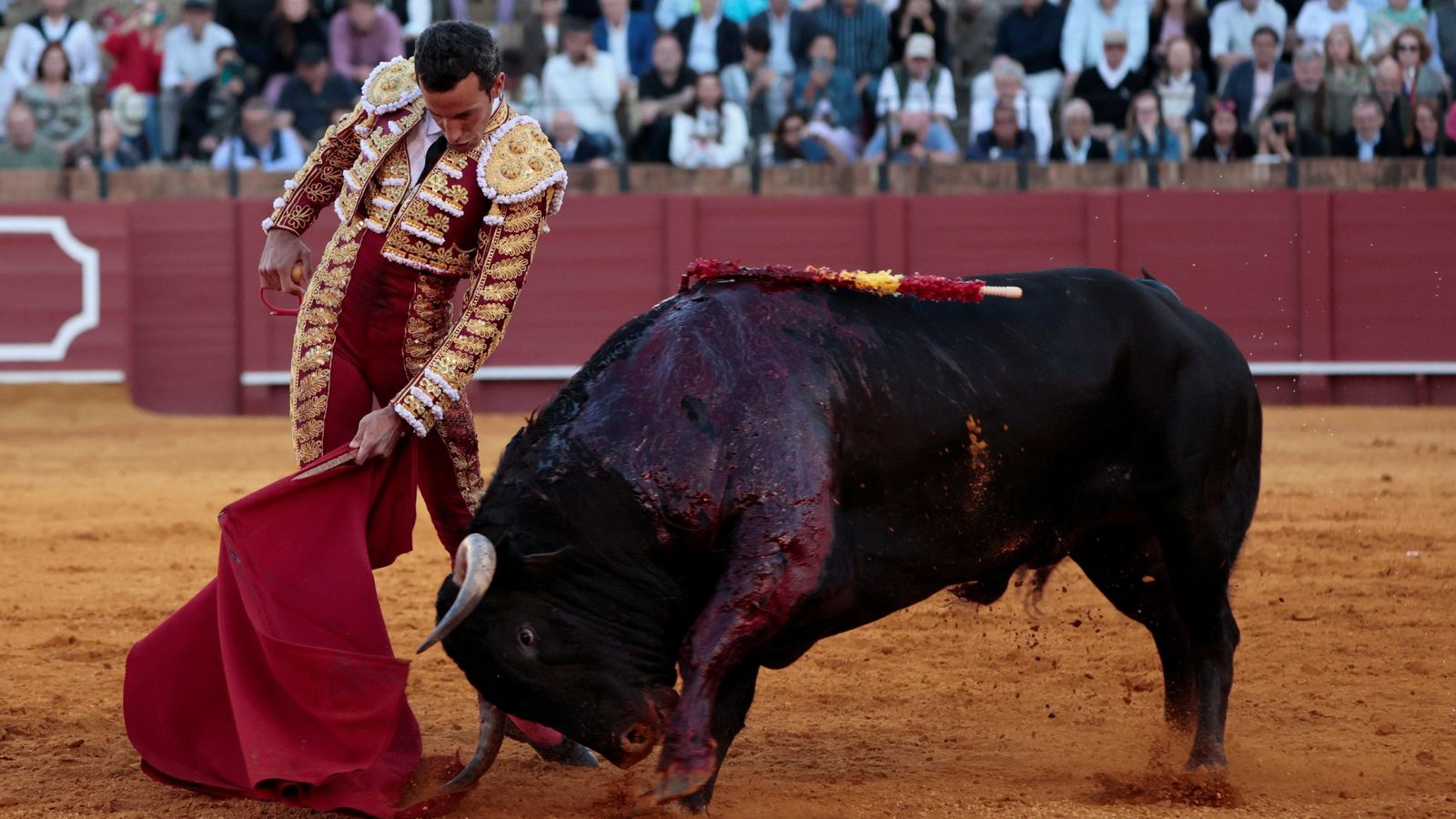 'Tabarro', el gran toro de Santiago Domecq, embistió así a la muleta de David de Miranda.