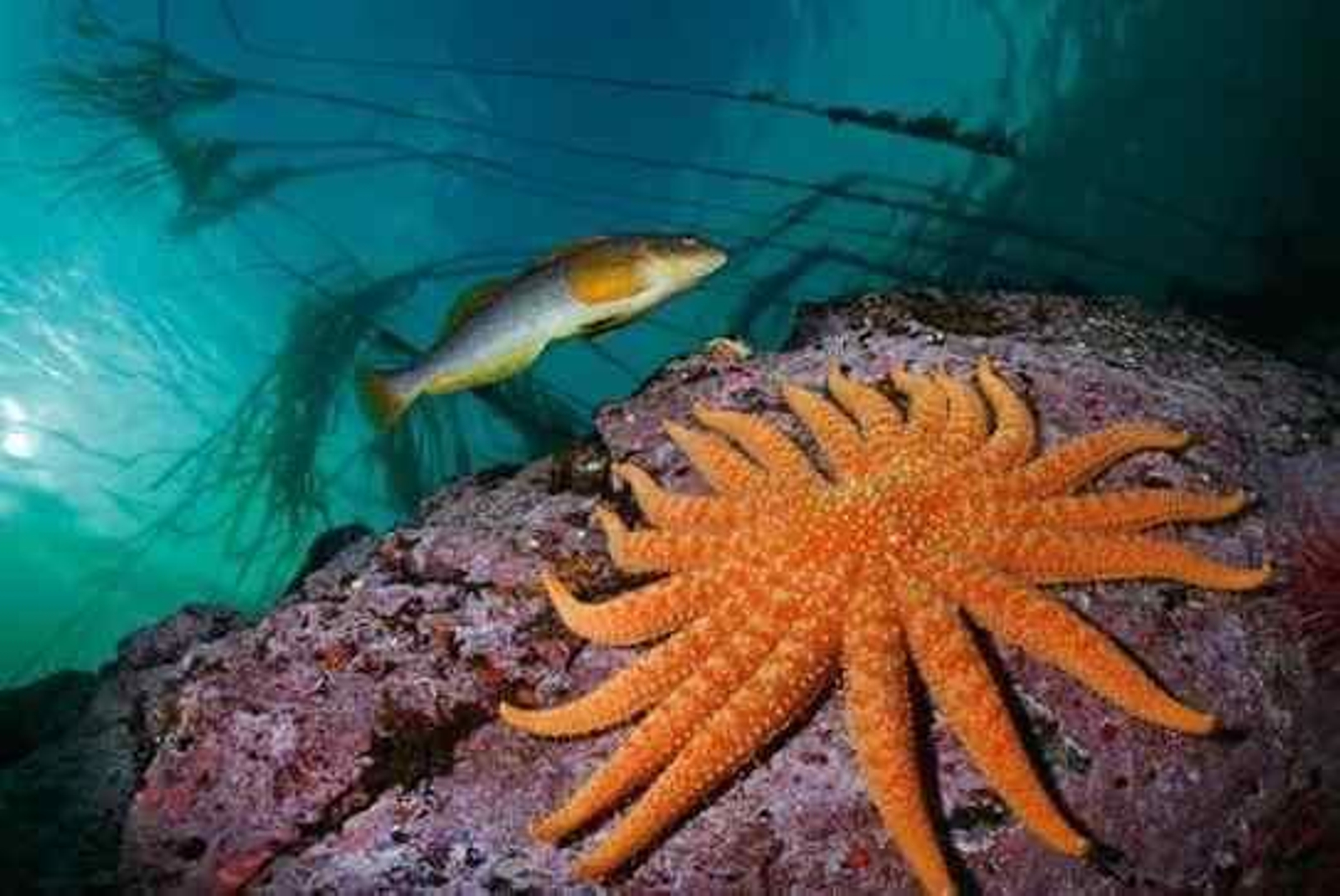 Exposición  "Colores del Mundo"