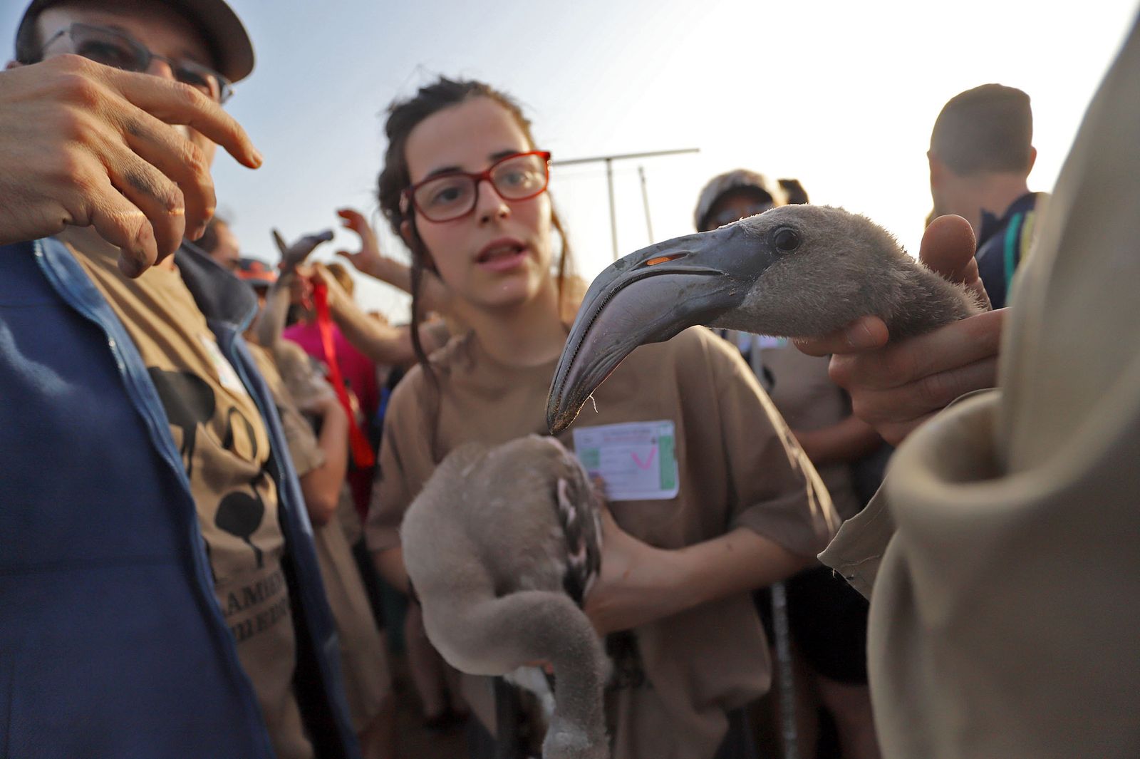 Imágenes del anillamiento de Flamencos en Marismas del Odiel