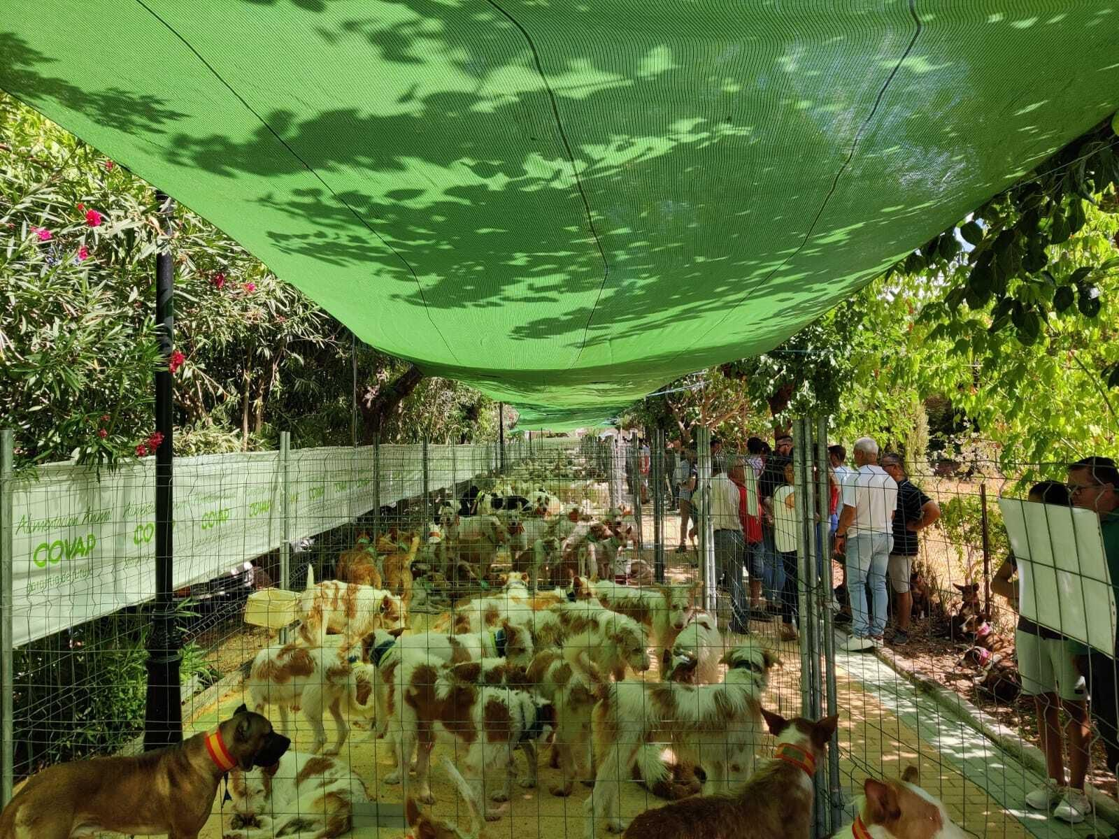 La XX concentración de rehalas de Villaviciosa de Córdoba, en imágenes