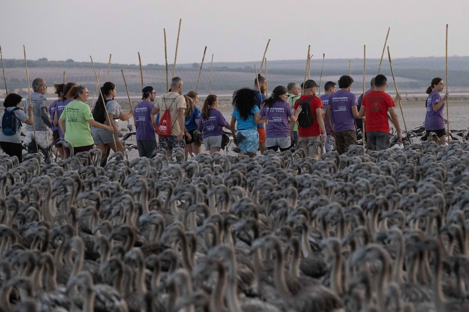 Anillamiento de flamencos en la Laguna de Fuente de Piedra, en imágenes