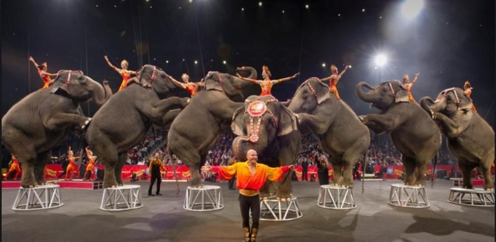 Los circos con animales salvajes ya no reciben subvenciones en España
