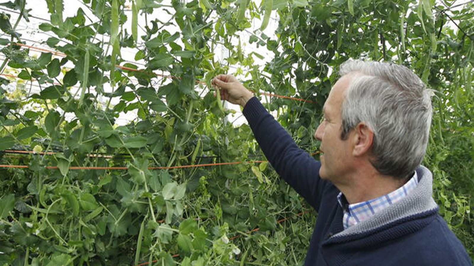El candidato socialista y alcalde de Dalías, en una plantación de présules y tirabeques.