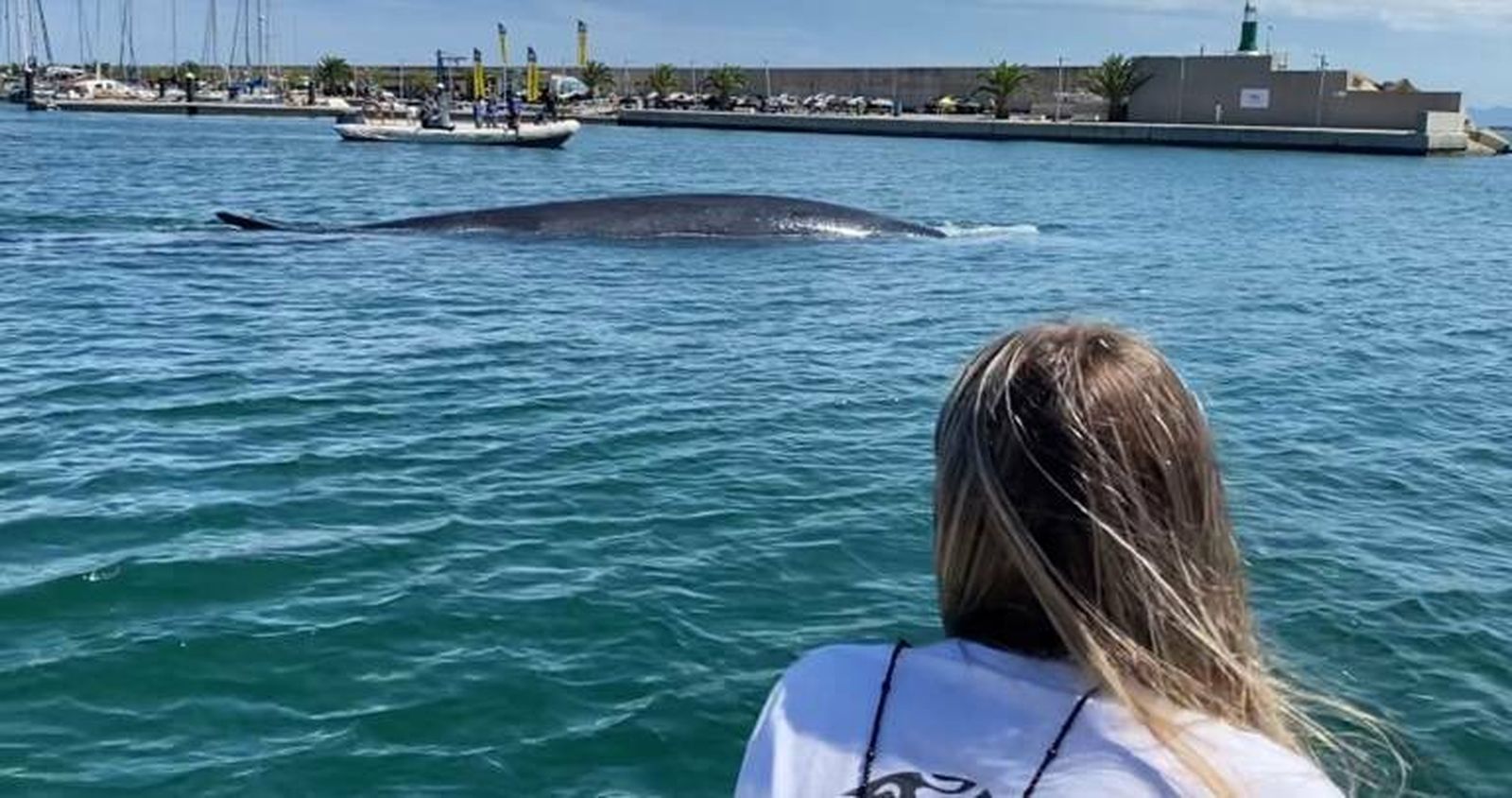 Sacan a mar abierto a una ballena de 18 metros desde el Náutico de Valencia