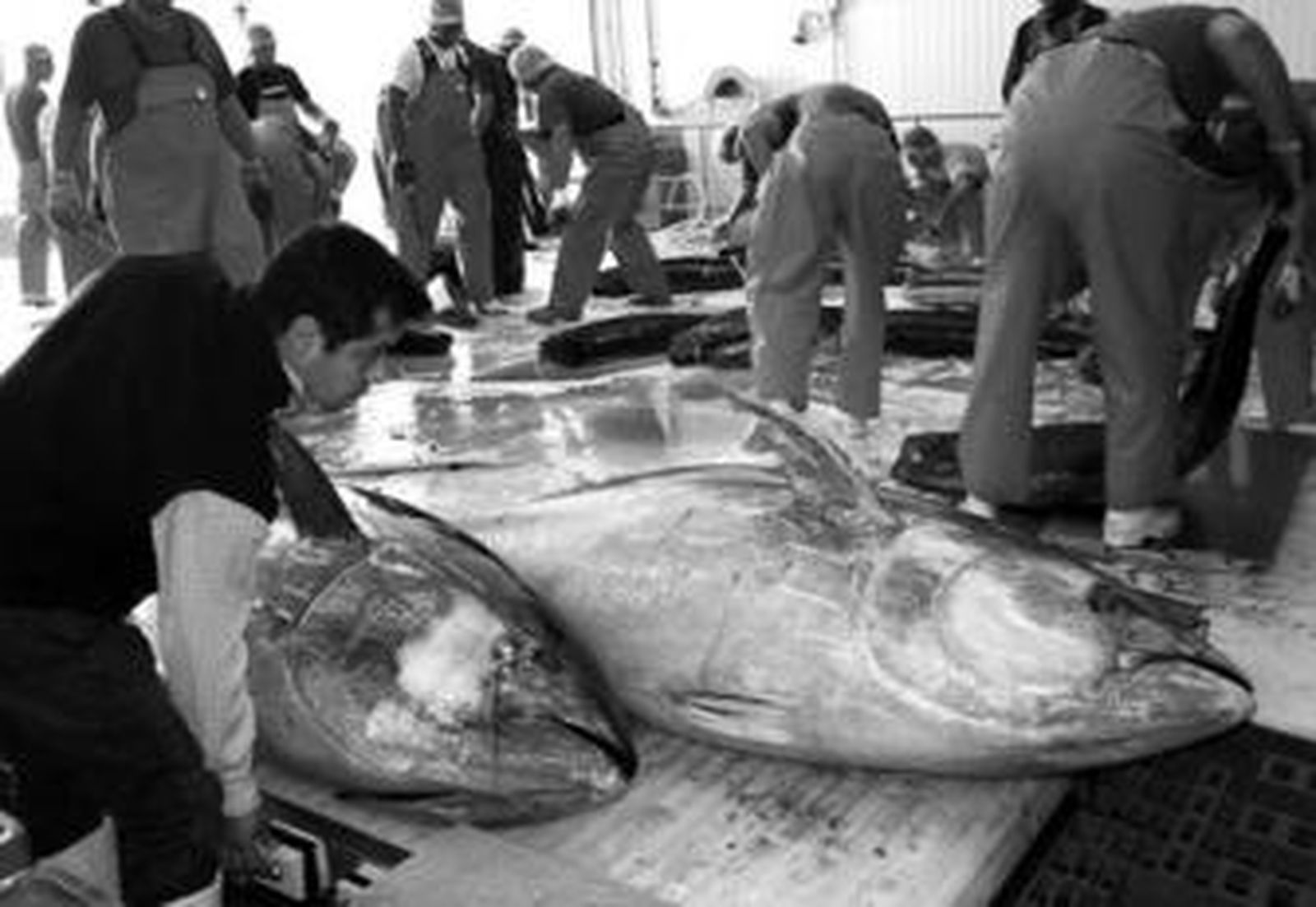 Empleados del túnel de frío colocan los atunes para el ronqueo (despiece) previo a su congelación.