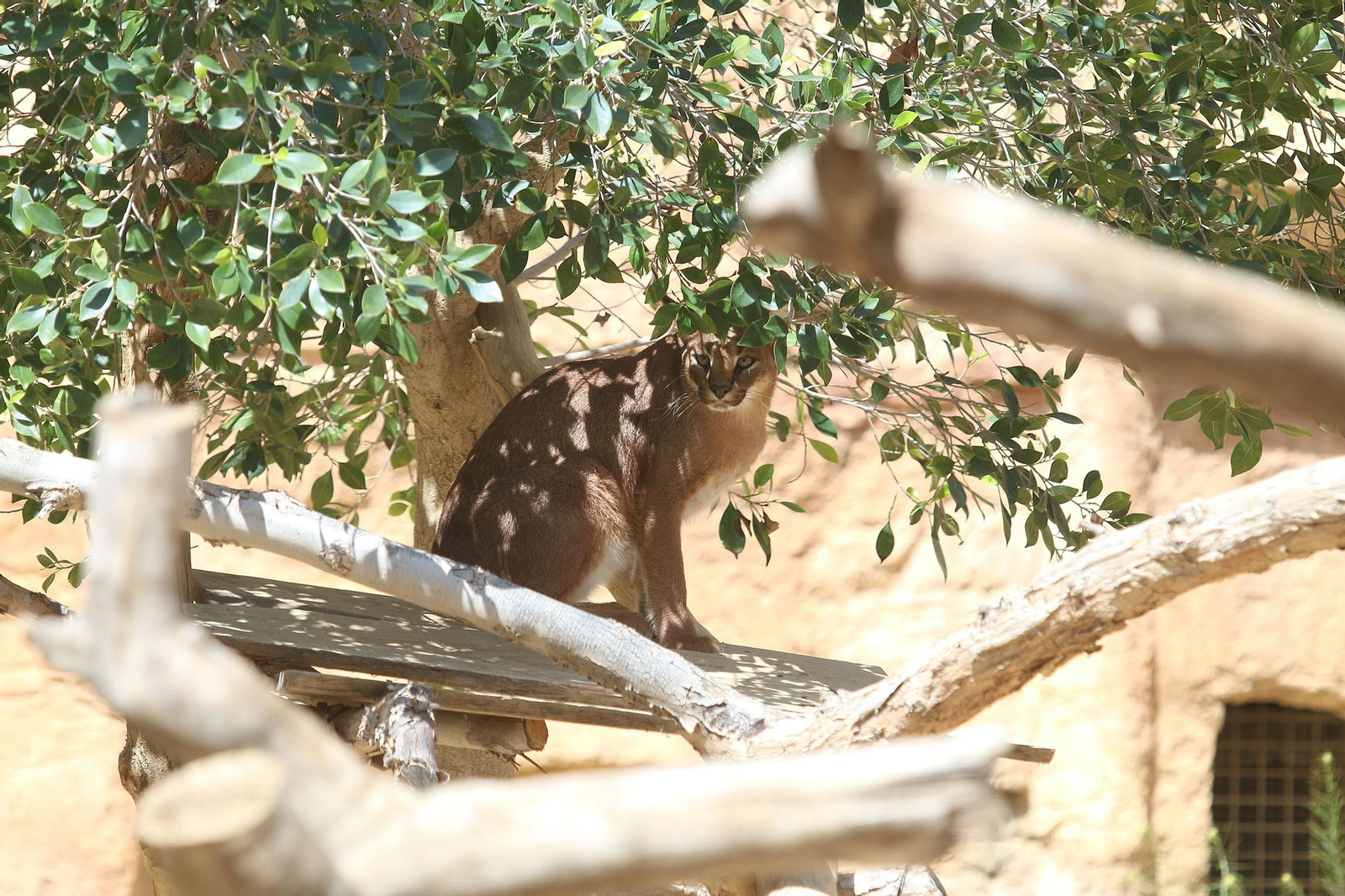 Fotogalería del Oasys Mini Hollywood sin actividad durante el coronavirus